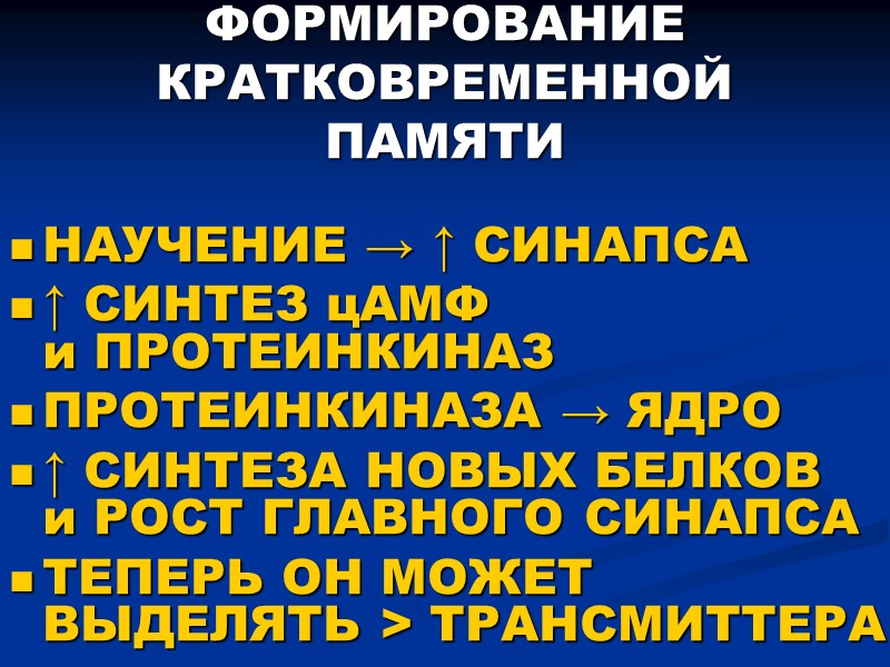 ФОРМИРОВАНИЕ КРАТКОВРЕМЕННОЙ ПАМЯТИ НАУЧЕНИЕ → ↑ СИНАПСА  ↑ СИНТЕЗ цАМФ  и ПРОТЕИНКИНАЗ